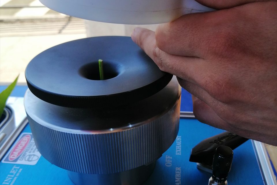 Preparación de una hoja para una medición fisiológica