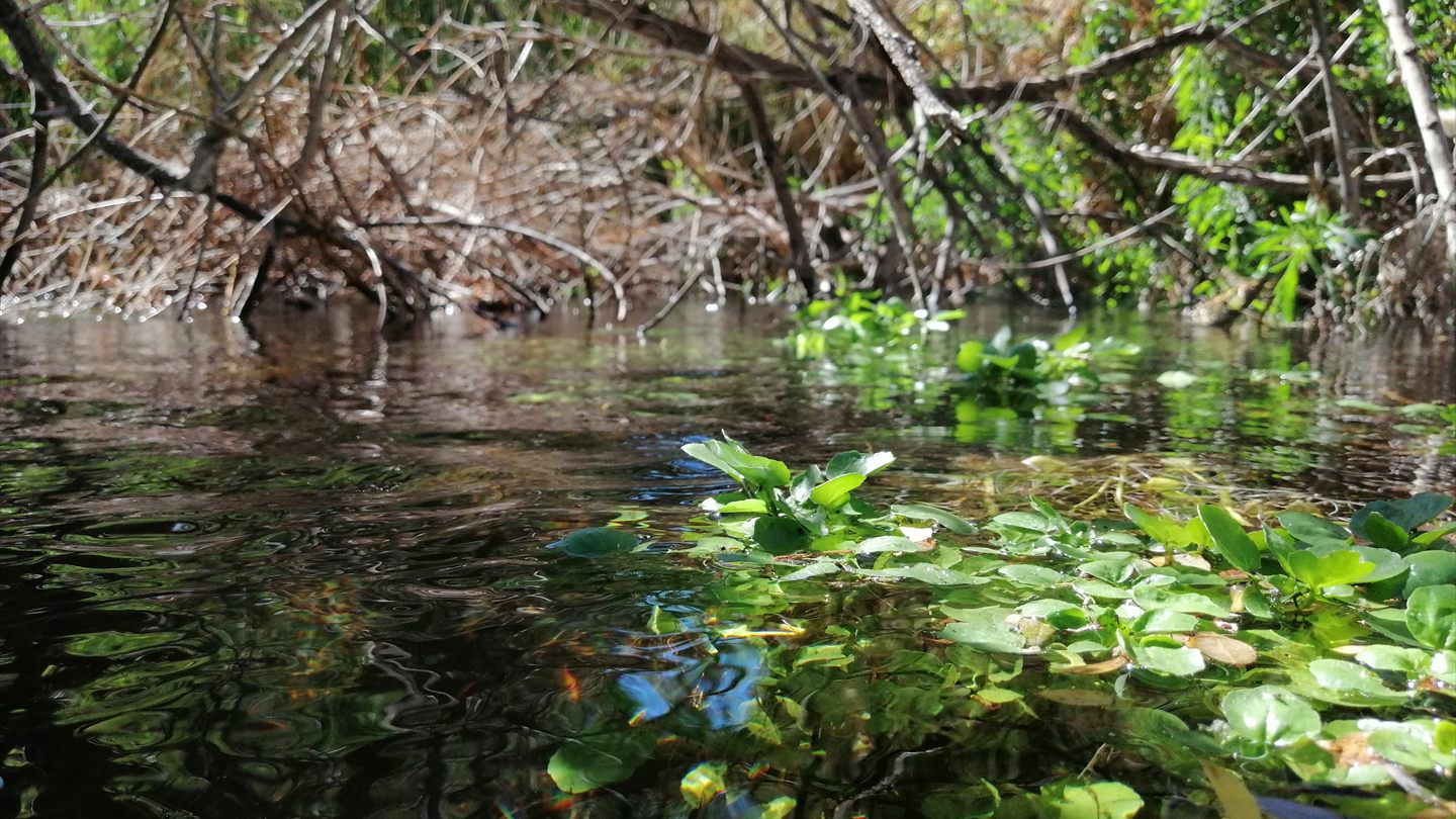 Vegetación creciendo junto a un curso de agua